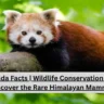 Red Panda Facts | Wildlife Conservation Guide – Discover the Rare Himalayan Mammal
