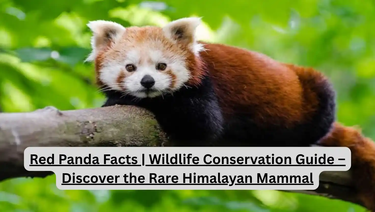 Red Panda Facts | Wildlife Conservation Guide – Discover the Rare Himalayan Mammal